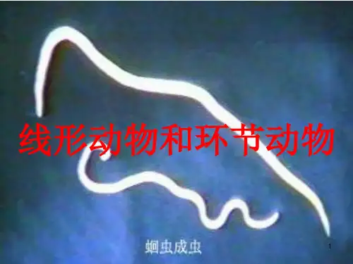线形动物ppt课件