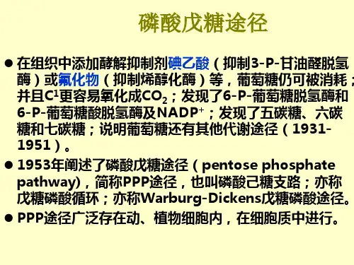 磷酸戊糖途径ppt课件