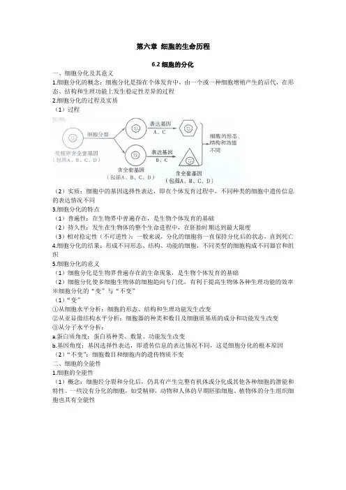 细胞的分化 学案 高一上学期生物人教版必修1