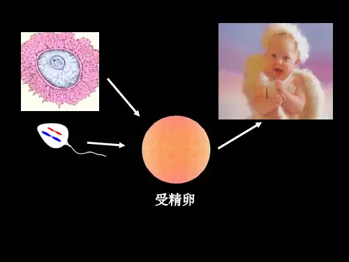 人教版高中生物必修二2.1.1减数分裂课件(一)