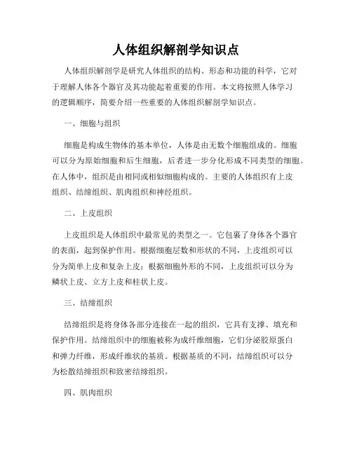 人体组织解剖学知识点