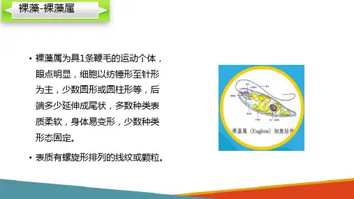 浮游植物—认识裸藻(水生生物学课件)