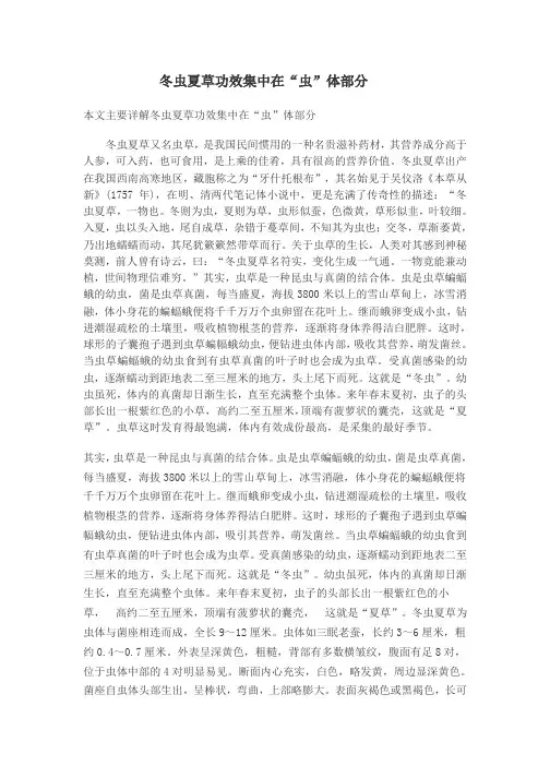 冬虫夏草功效集中在“虫”体部分