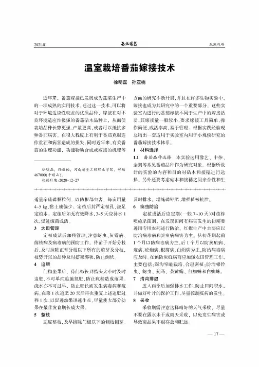 温室栽培番茄嫁接技术