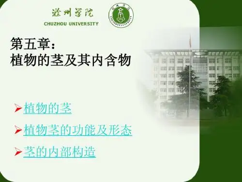 药用植物学 第五章  植物茎及其内含物