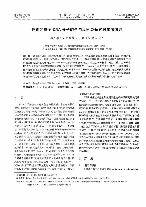 拉直的单个DNA分子的全内反射荧光实时成像研究