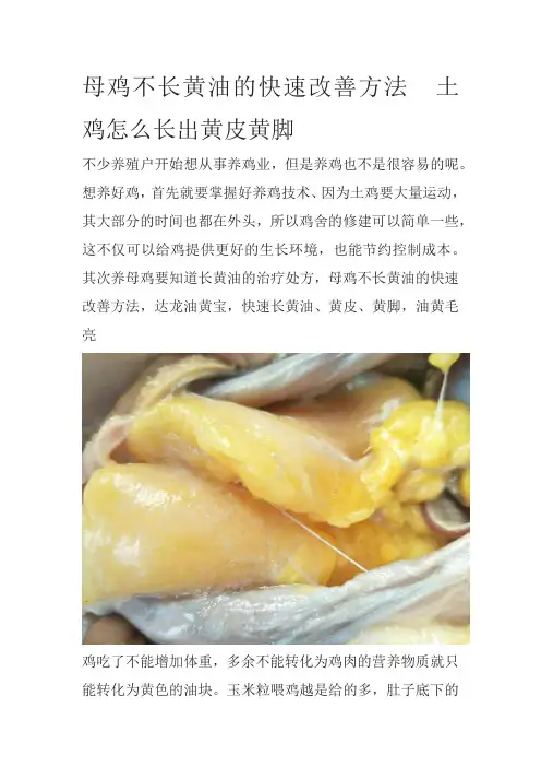 母鸡不长黄油的快速改善方法  土鸡怎么长出黄皮黄脚