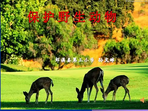 《保护野生动物》ppt课件知识讲解