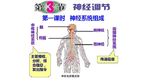 神经调节课件浙教版科学八年级上学期