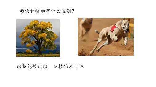 动物运动的方式ppt课件