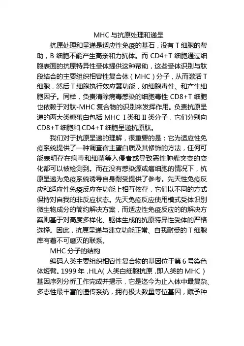 MHC与抗原处理和递呈