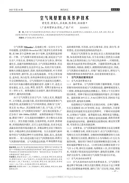 空气凤梨繁育及养护技术
