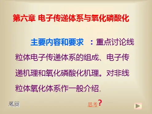 电子传递体系与氧化磷酸化
