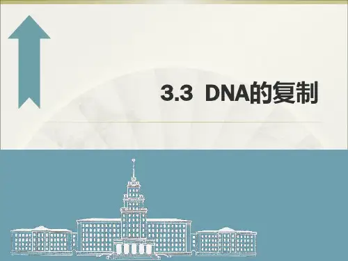 3.3DNA的复制