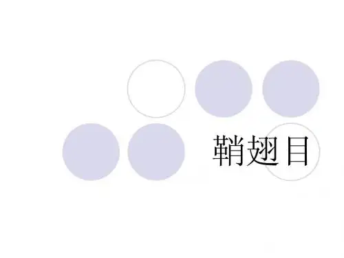 鞘翅目