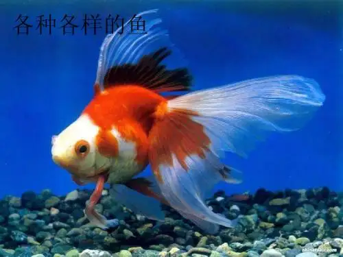 各种各样的鱼