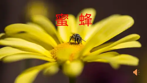 部编版三年级语文下册14蜜蜂课件(共16张ppt)