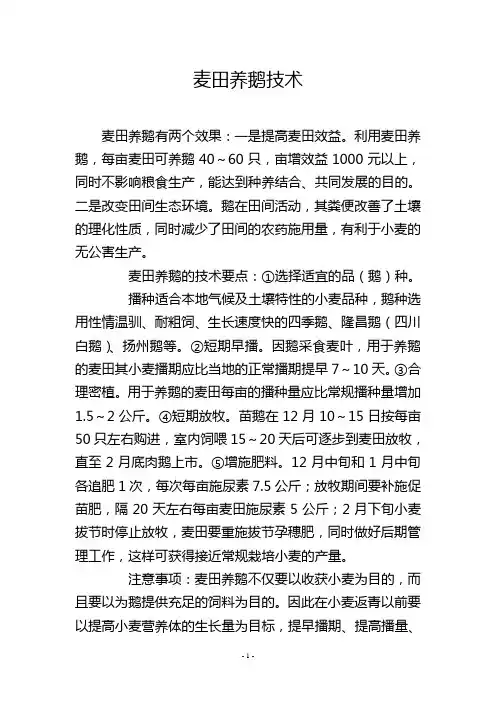 麦田养鹅技术