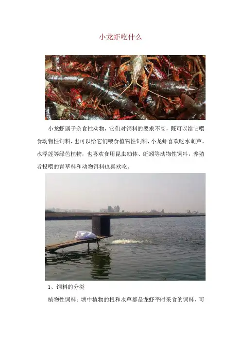 小龙虾吃什么