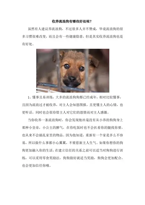 收养流浪狗有哪些好处呢？
