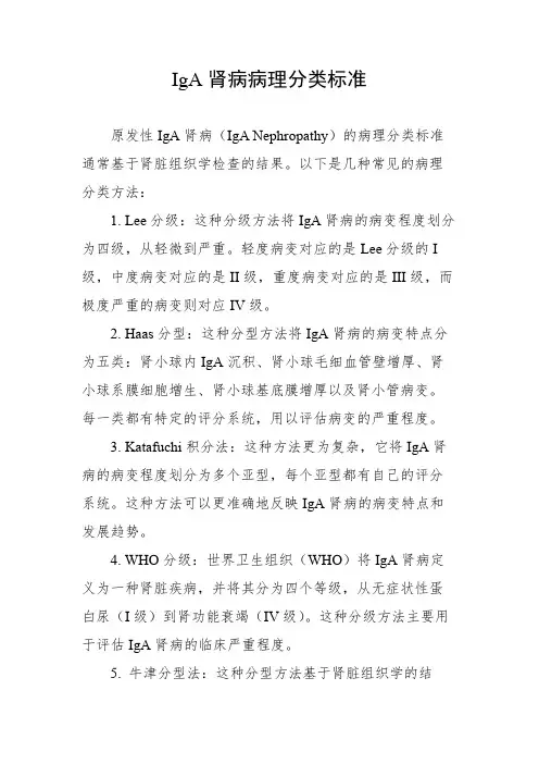 iga肾病病理分类标准