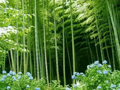 中国古代诗歌散文欣赏第五单元散而不乱,气脉中贯PPT实用课件 人教课标版1