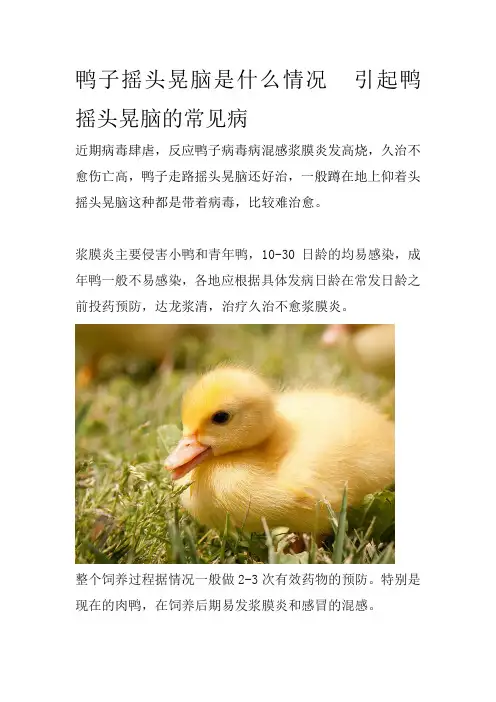 鸭子摇头晃脑是什么情况引起鸭摇头晃脑的常见病