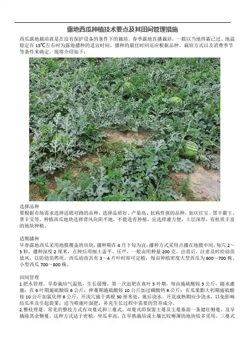 露地西瓜种植技术要点及其田间管理措施