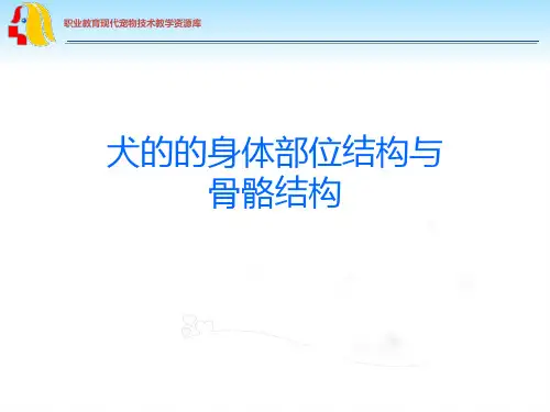 犬的的身体部位结构与骨骼结构.