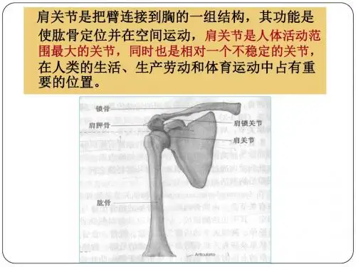 肩关节解剖