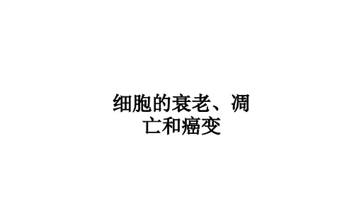 细胞的衰老、凋亡和癌变 课件