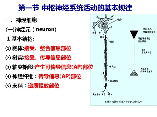 31中枢神经系统活动基本规律-精选文档