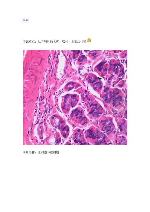 组织学与胚胎学实验  组织切片的典型图片