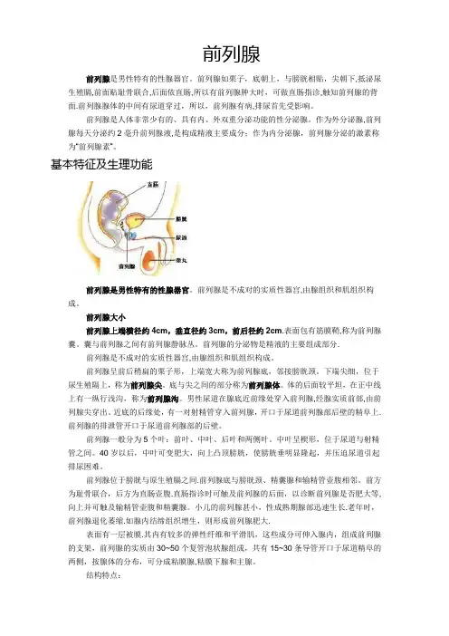 前列腺解剖结构