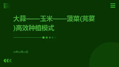 大蒜——玉米——菠菜(芫荽)高效种植模式