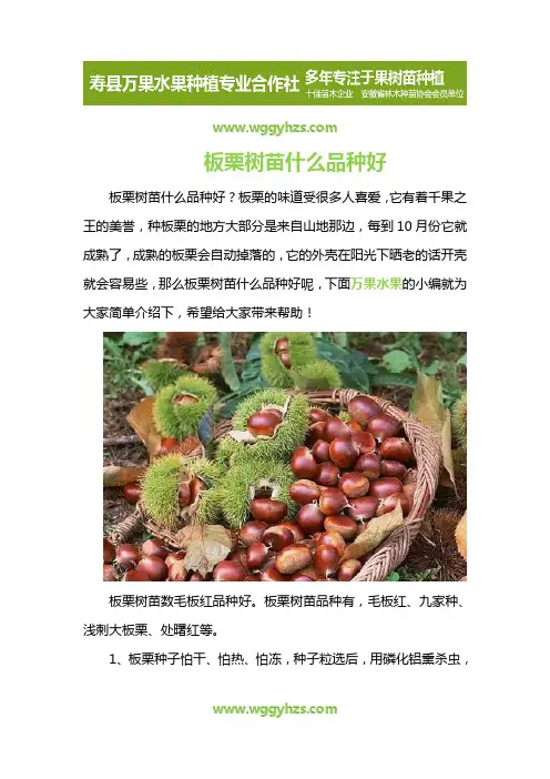 板栗树苗什么品种好