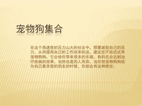 宠物狗一览(带图片)汇总