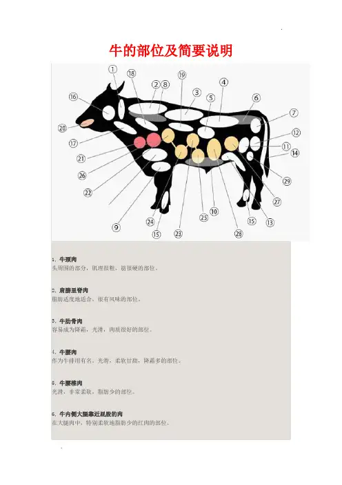 奶牛身体结构图