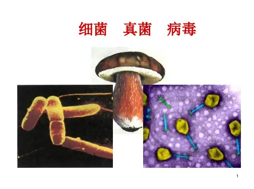 八年级生物：细菌__真菌初二生物精品中学ppt课件