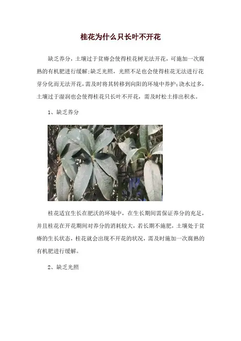 桂花为什么只长叶不开花