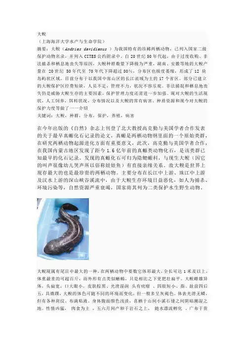 大鲵(娃娃鱼)