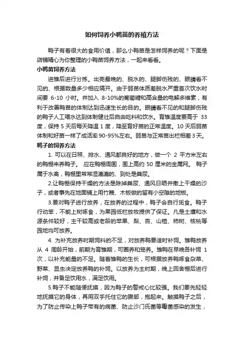 如何饲养小鸭苗的养殖方法