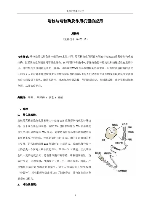 端粒与端粒酶及作用机理的应用
