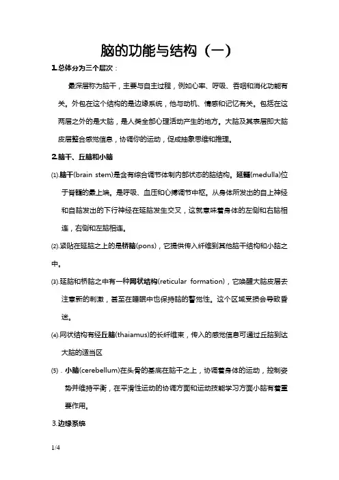 人脑的结构及其功能