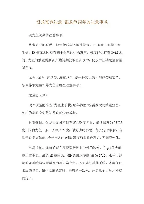 银龙家养注意-银龙鱼饲养的注意事项