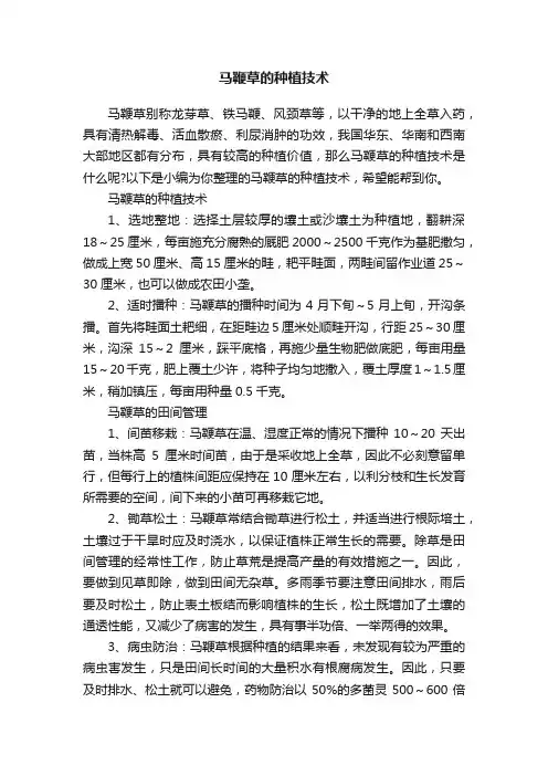 马鞭草的种植技术