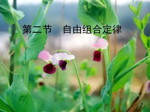 自由组合定律正式PPT课件