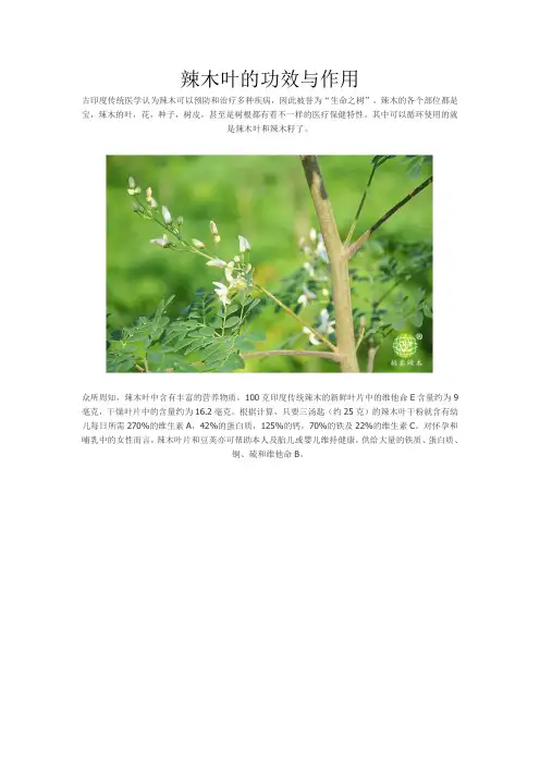 辣木叶的功效与作用