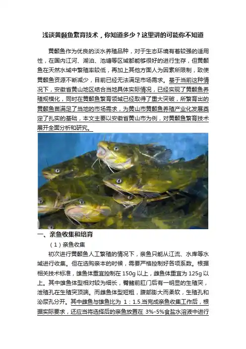 浅谈黄颡鱼繁育技术，你知道多少？这里讲的可能你不知道
