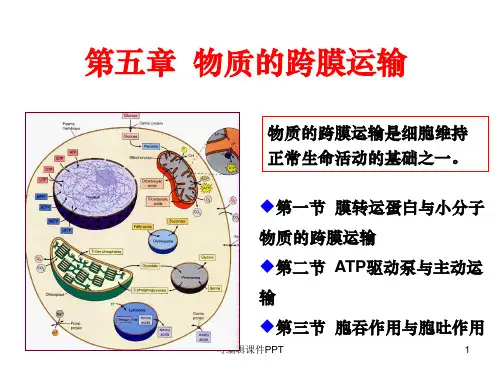 第五章-物质的跨膜运输PPT课件